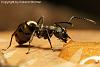 Polyrhachis_dives_Jan2010_07-450+C.JPG