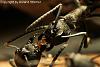 Polyrhachis_dives_Jan2010_11-450+C.JPG