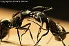 Polyrhachis_dives_Jan2010_12-450+C.JPG