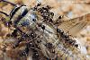Pheidologeton_diversus_01-450+C.JPG (268.09 KiB) 1020 mal betrachtet Pheidologeton_diversus_01-450+C.JPG
