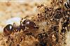 Pheidologeton_diversus_02-450+C.JPG (265.34 KiB) 1012 mal betrachtet Pheidologeton_diversus_02-450+C.JPG