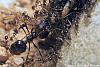 Pheidologeton_diversus_03-450+C.JPG (248.09 KiB) 1010 mal betrachtet Pheidologeton_diversus_03-450+C.JPG