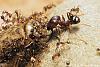Pheidologeton_diversus_04-450+C.JPG (270.63 KiB) 1008 mal betrachtet Pheidologeton_diversus_04-450+C.JPG