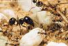 Pheidologeton_diversus_06-450+C.JPG (247.52 KiB) 1004 mal betrachtet Pheidologeton_diversus_06-450+C.JPG