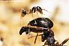 Pheidologeton_diversus_08-450+C.JPG (215.07 KiB) 1036 mal betrachtet Pheidologeton_diversus_08-450+C.JPG