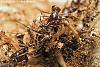 Pheidologeton_diversus_10-450+C.JPG (277.4 KiB) 1008 mal betrachtet Pheidologeton_diversus_10-450+C.JPG