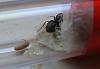 Lasius niger.JPG (531.91 KiB) 930 mal betrachtet Lasius niger.JPG
