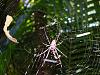Spinne3unter1mb.JPG
