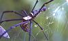 Nephila Messer, Malaysia.jpg