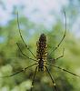 Nephila mit Männchen Malaysia.jpg