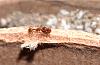 myrmica_31032005.jpg