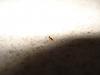 DSC02310.jpg