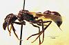 Paraponera-clav-Gyne-tx-web.jpg