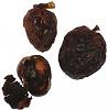 586px-Juglans_Regia_infested_with_Rhagoletis_completa.JPG