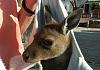 Baby-Roo-WA06-2.jpg