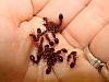 solenopsis-invicta-fire-ants.jpg