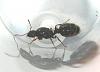 tetramorium1.jpg (122.27 KiB) 1833 mal betrachtet tetramorium1.jpg