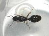 tetramorium2jpg.jpg (127.28 KiB) 1832 mal betrachtet tetramorium2jpg.jpg