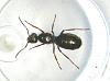 Formica fusca.jpg (169.18 KiB) 1836 mal betrachtet Formica fusca.jpg