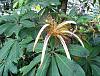 5-Pachira-Blüte.jpg