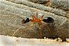Campo (4)+800.jpg (411.86 KiB) 1286 mal betrachtet Campo (4)+800.jpg