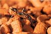 Odontomachus (5)-800.jpg