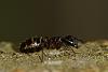 2011-05-14 #4399-1 Camponotus spec.jpg