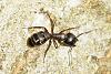 2011-05-14 #4400-1 Camponotus spec.jpg