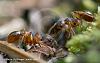 antlitz_ants21072013.jpg