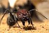 Camponotus10-1000.jpg