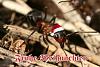 IMG_8231 xmas c.jpg