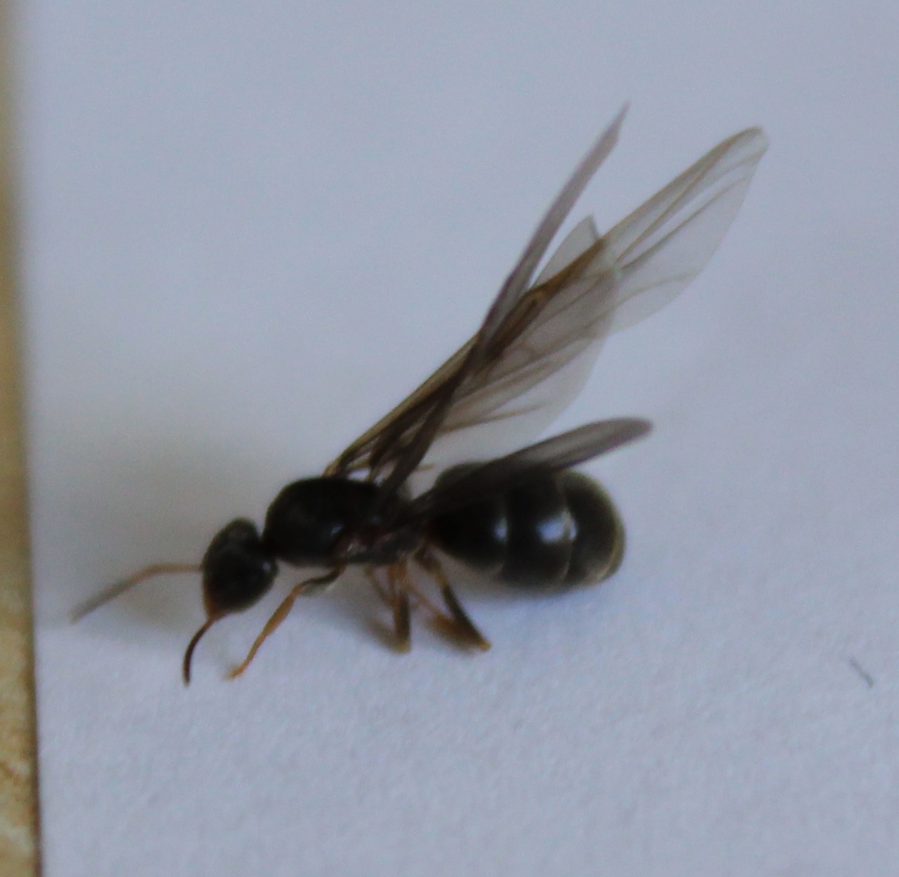 Bekämpfung Fliegende Ameisen Im Haus