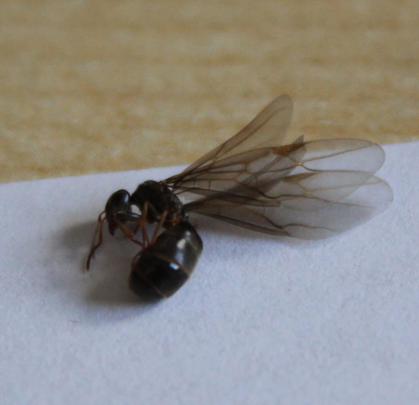 Bekämpfung Fliegende Ameisen Im Haus