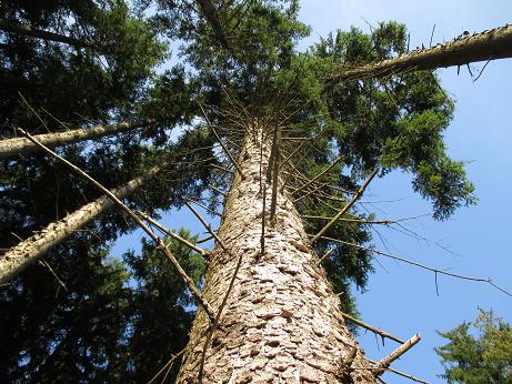 belaufener Baum.jpg