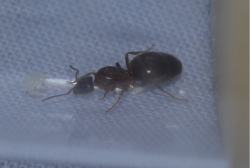 Lasius cf. emarginatus 2.png