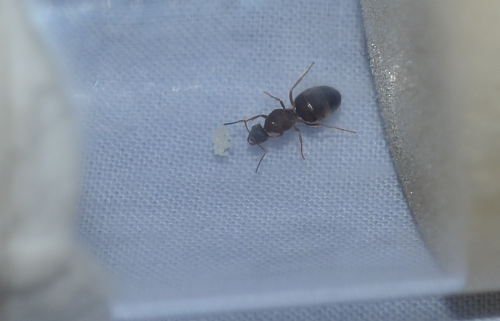 Lasius cf. emarginatus.png