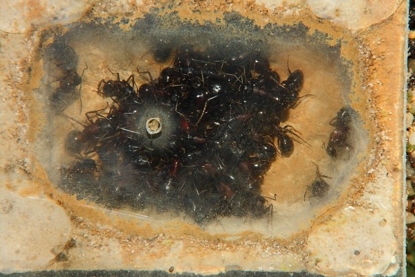 Camponotus ligniperdus.jpg