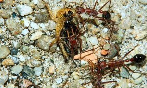 Myrmecia pavida 4.jpg