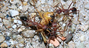 Myrmecia pavida 5.jpg