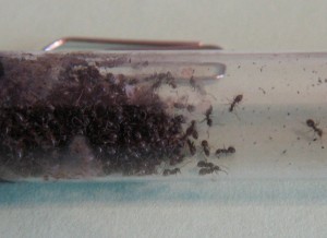 Lasius0115.jpg