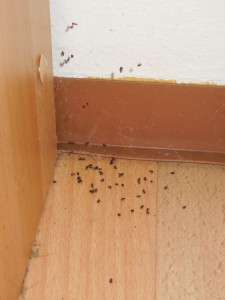 DSCN0268 - Kopie.JPG (259.93 KiB) 1711 mal betrachtet (letztlich) gescheiterte Ausreißer