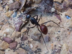 Bodenbeschaffenheit bei Camponotus gigas