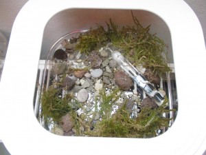 neues Formicarium für die Overground-Kolonie