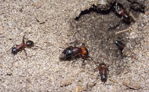 Camponotus ligniperdus.jpg