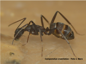 original_999_9fd83_camponotus_cruentatu.png