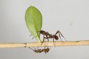 640px-Acromyrmex_octospinosus.jpg