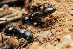 800px-Camponotus_aethiops_workers.jpg