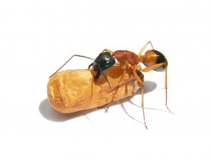 799px-Black-headed_sugar_ant.jpg