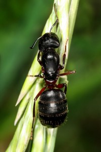 512px-Formica_high_res.jpg