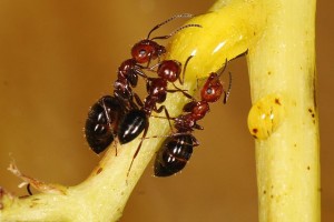 640px-Camponotus_lateralis_workers.jpg